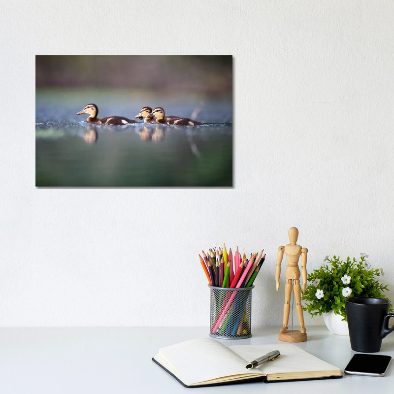 Mallard Ducklings by Mateusz Piesiak - Wrapped Canvas Print, 20.32 cm H x 30.48 cm W