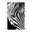 Dynamic Zebra 3 Print by Mat Sanders