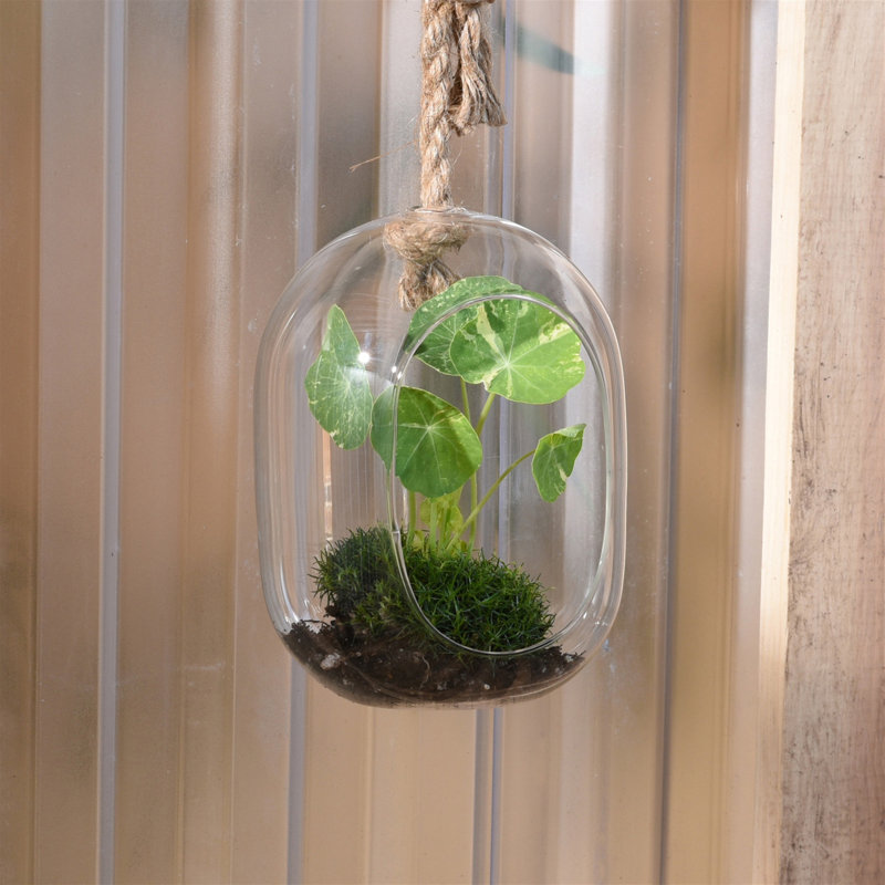 Glass Terrarium, 7.75" H x 2.25" W x 2.25" D