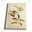 « botanique plate xviii », reproduction d’impression sur toile tendue-22188347