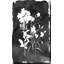 «Black Botanical II» par Carol Robinson - Peinture-1846224697-1878878787