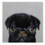Black Pug by Michael Creese - Wrapped Canvas Painting-50002108