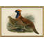Pheasants From Gould's Birds Of Australia Giclee Print