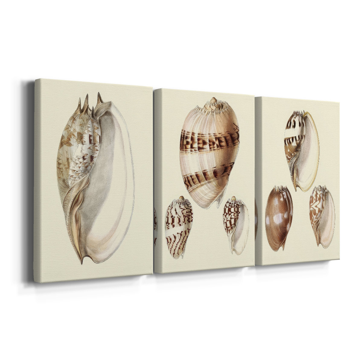 Darby Home Co Splendid Shells IV -Custom Wrapped Gallery Canvas - 3 ...