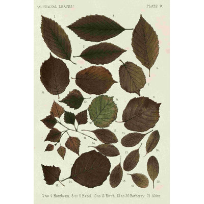 Feuilles d'automne VI