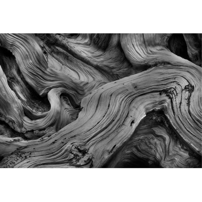 Bristlecone Study Print by Harold Davis