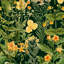 Florilegium Floral Wallpaper Roll-62105262