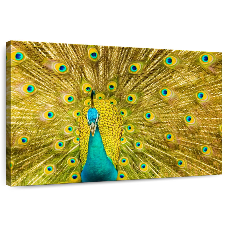 Glorious Peacock Feather, H 24 po x l 36 po