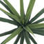 2 pièces d'agave artificiel à pointes