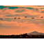 Flamingos Flying At Sunset Print by Tom Kostes-71200963-71200962