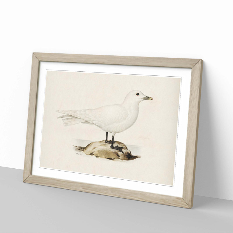 Ivory Gull by Von Wright - Framed Print, Oak Framed, 48cm H x 65cm W x 2cm D
