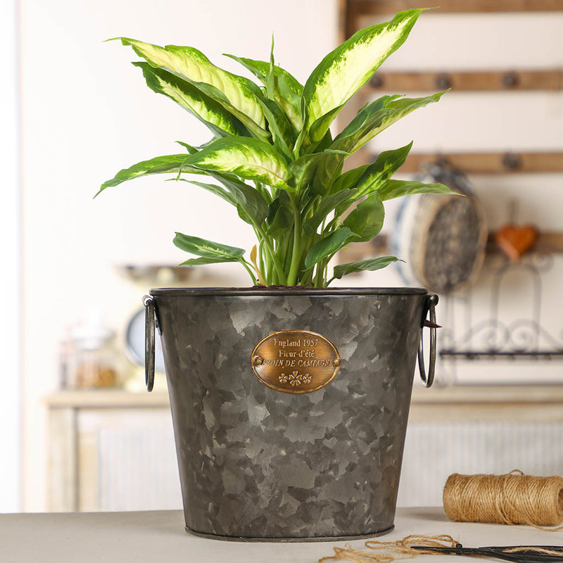 Burcham Luxury English Country Ice Bucket