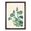 Blooming Hosta Flower by Ohara Koson - Picture Frame Painting Print-55686943-55686946