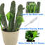 Globes de cactus pour arrosage des plantes Aqua Glass 