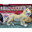 Statue lionne debout