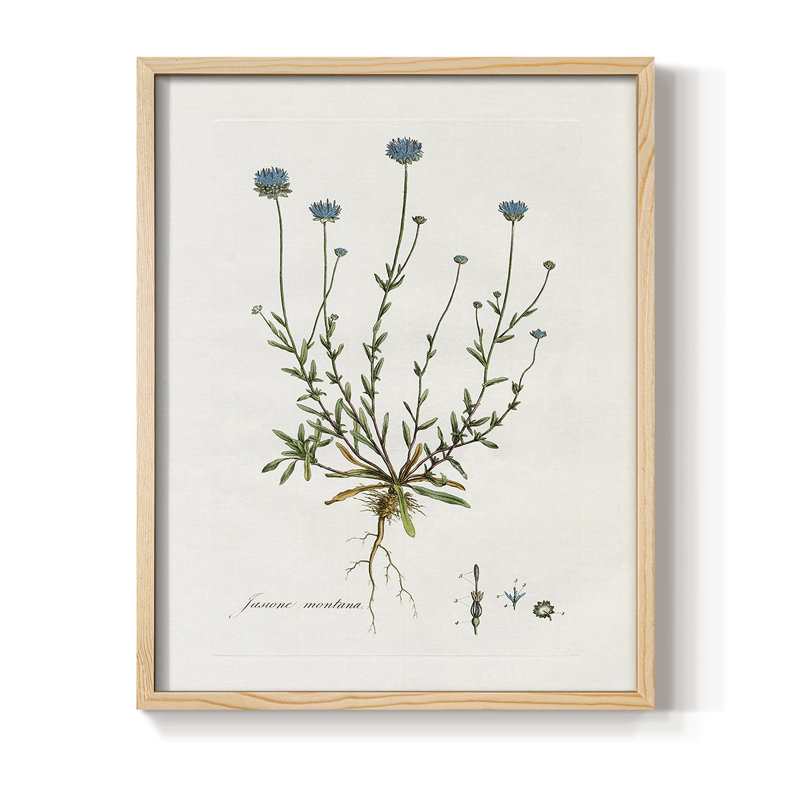 Bellflower Study Framed Print - Solid Wood