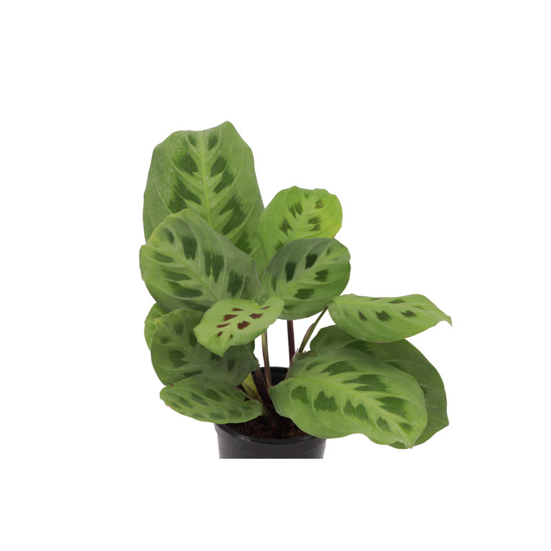 Live Green Prayer Plant