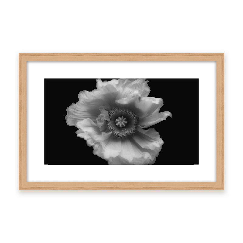 Nature Inspired Poppy in Mono by  - Picture Frame Photograph on Paper, 24" H x 36" W x 1.125" D, Framed Matted Print, White