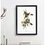 Luteous Honeyeaters by Elizabeth Gould - Picture Frame Painting Print-55577519-55577520
