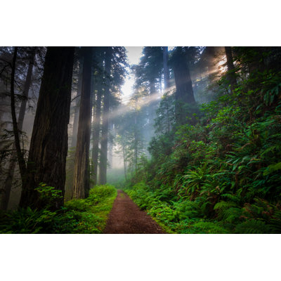 Redwood Forest - Photographie sur toile tendue