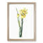 Monnieri Iris Flower by Pierre-Joseph Redoute - Picture Frame Art Print-55610179-55610183
