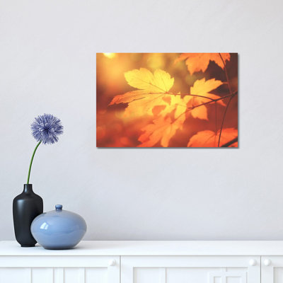 Autumn Leaves Have Arrived by Philippe Sainte-Laudy - Print on Canvas