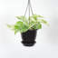 Live Marble Queen Pothos Plant in Hanging Pot