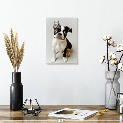 Smiling Boston Terrier