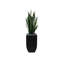 Faux Snake Plant (Sansevieria) Plant in Planter