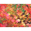 Autumn Maple Leaves Portrait Print by Bruce Heinemann-64401859