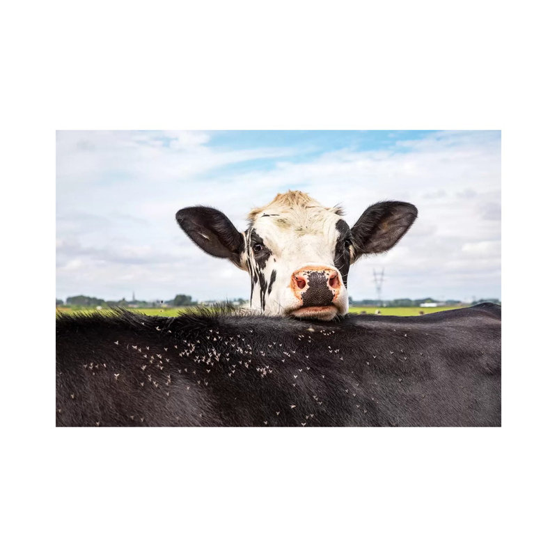 Hide And Seek by Clara Bastian - Print on Canvas, 66.04cm H x 101.6cm W x 1.91cm D, Wrapped Canvas