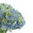 Hydrangea Arrangement in Vase-366439968