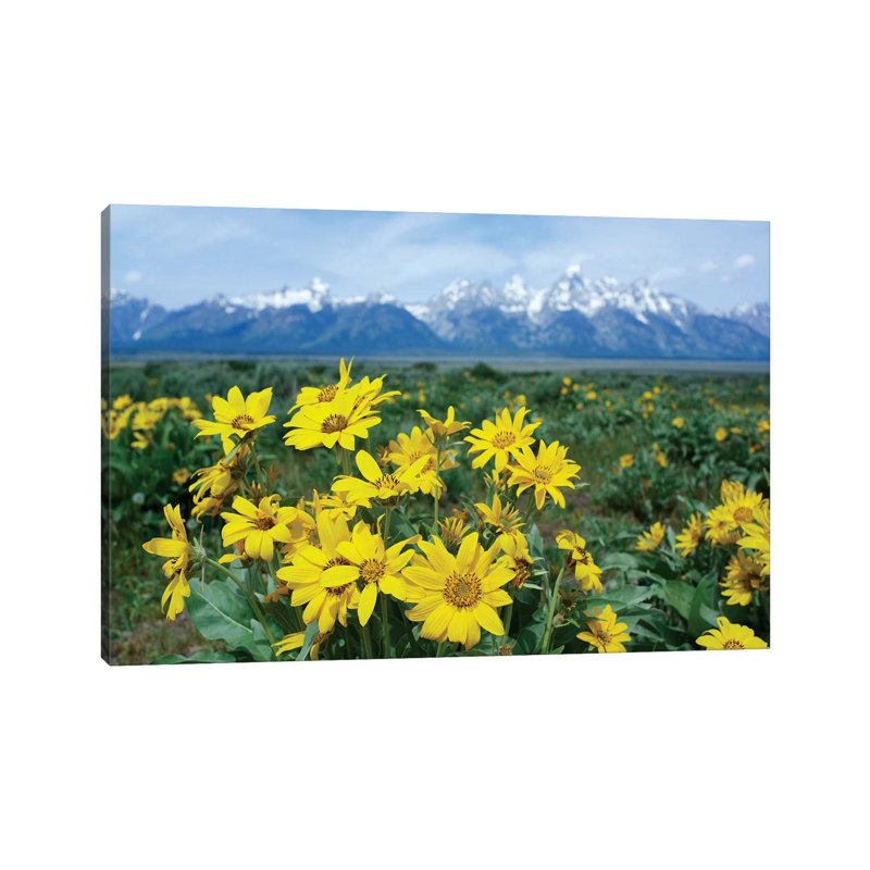 Balsamroot Sunflower Patch, Grand Teton National Park, Wyoming by Tim Fitzharris - Wrapped Canvas Print