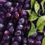 Tapisserie murale «Fruit Marionberry»-133649207