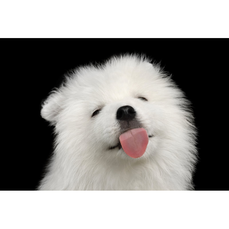 Samoyed Puppy - Wrapped Canvas Print, 20cm H x 30cm W x 3.8cm D