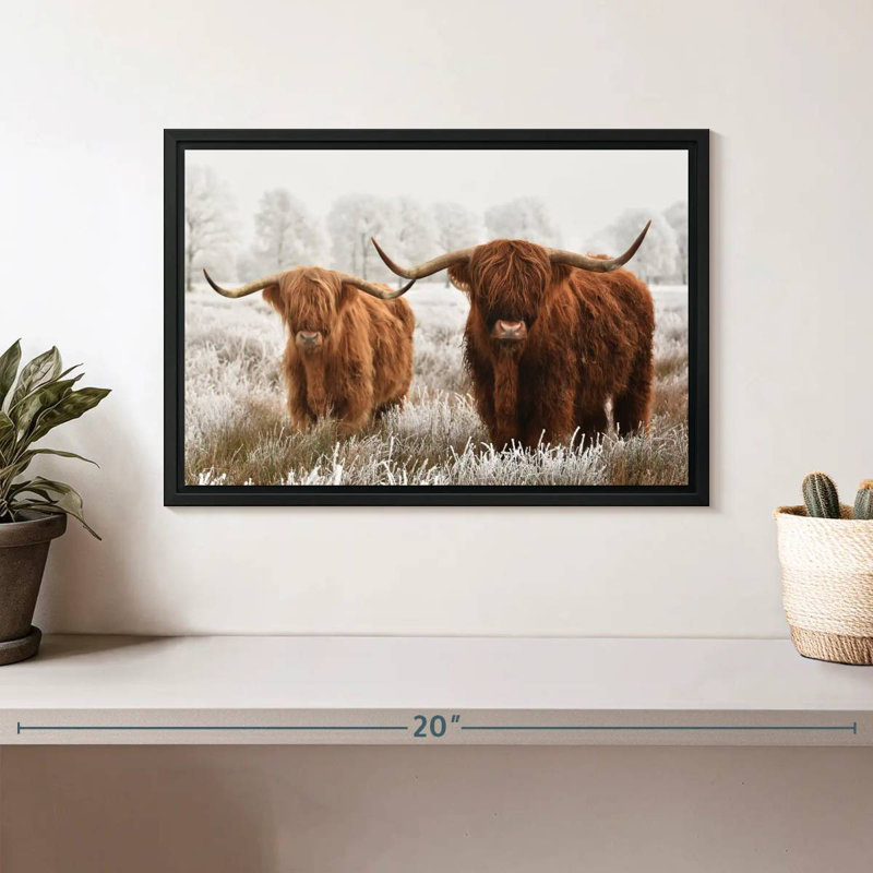Vaches velues des Highlands écossais, H 9 po x l 13 po