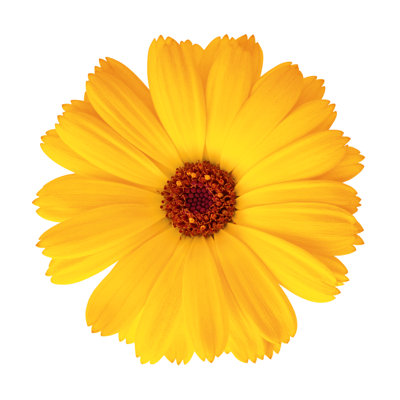 Pot Marigold par Dimitris66