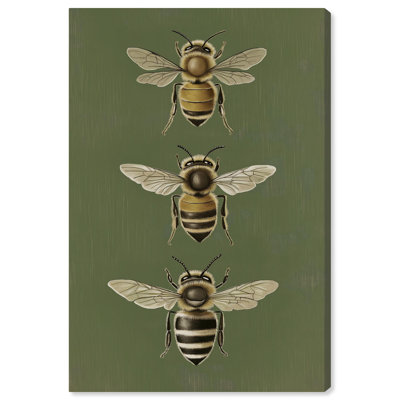 Anatomie de l'abeille 