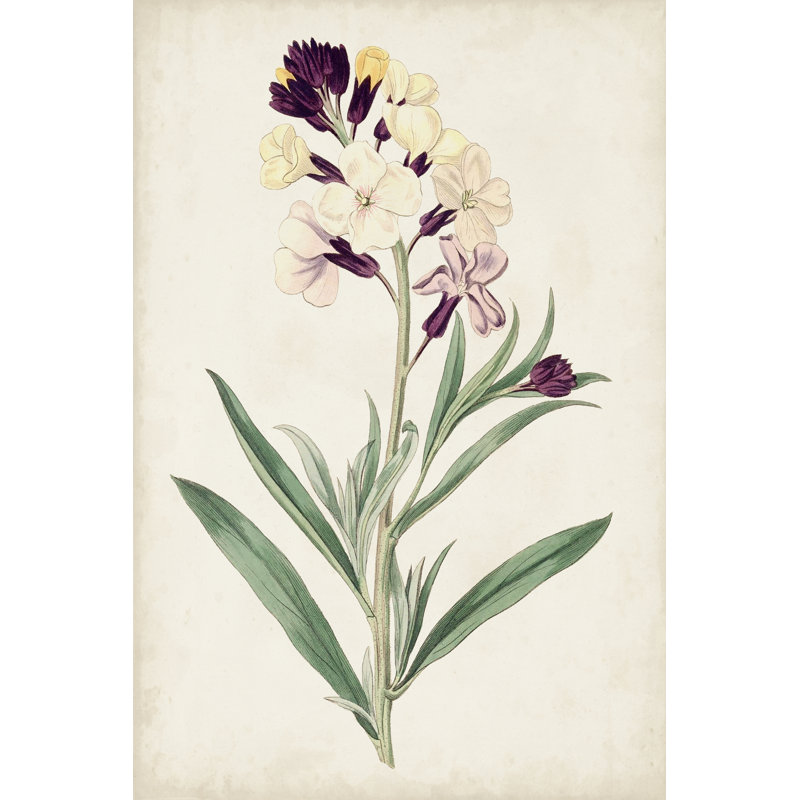 Antique Botanical Collection VII by Ridgeway - Art Prints, 30cm H x 20cm W, Wrapped Canvas
