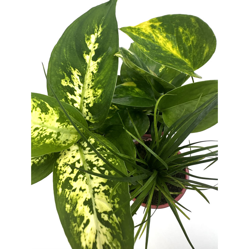 tropical plants