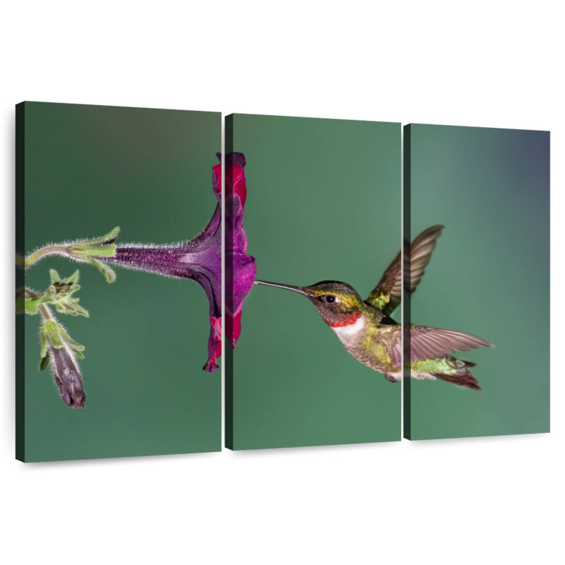 Nectar Brampt suçant un colibri, H 24 po x l 38 po
