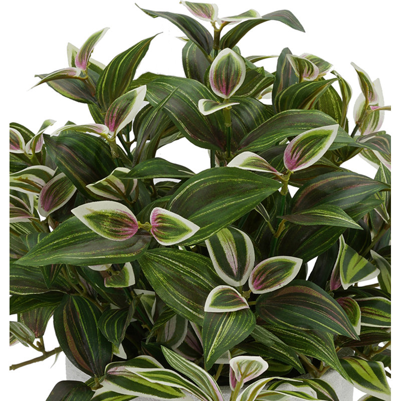 Plante de feuillage jew en pot