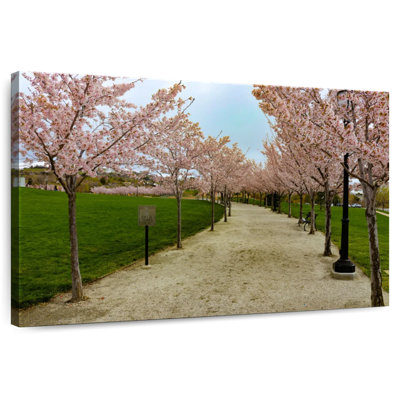 Sentier Harnek Cherry Blossoms