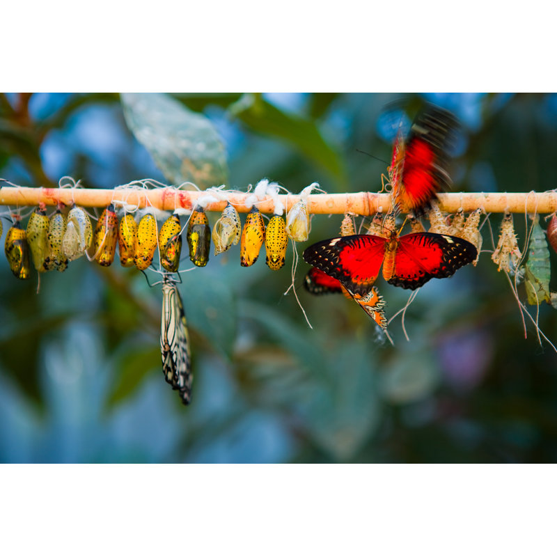 Butterfly Metamorphosis - Wrapped Canvas Print, 20cm H x 30cm W