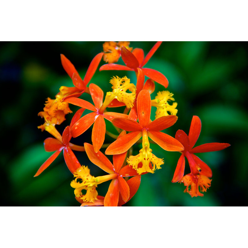Orchidée d'Ivan Gasparovic - Photographie sur toile tendue, H 12 po x l 18 po