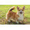Mignon chien ludique par Piola666