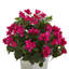 Arrangement floral dans un pot de fleurs