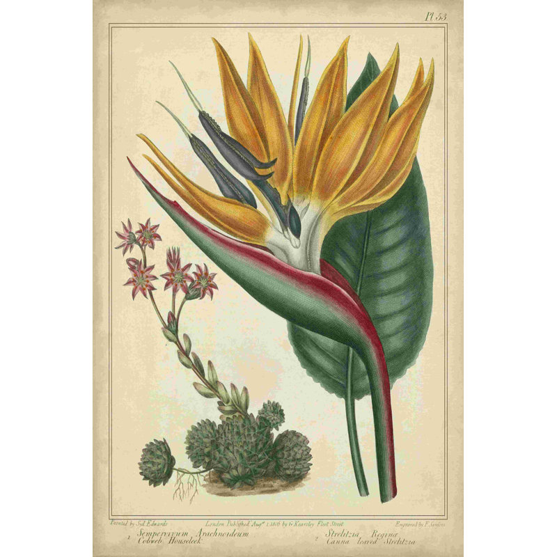Oiseau doré du paradis, H 48 po x l 32 po