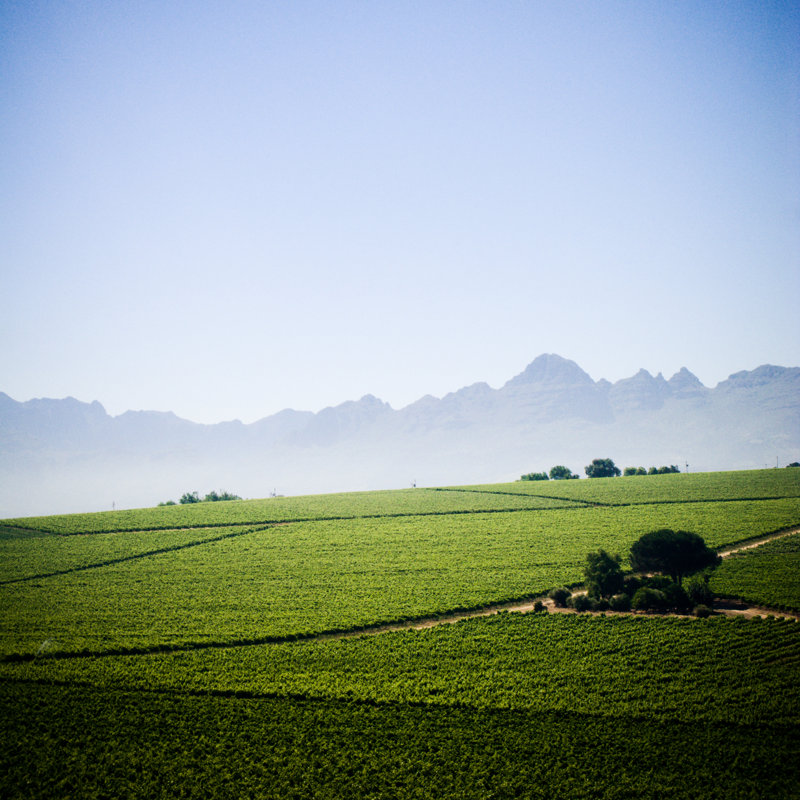Stellenbosch Winelands by Subman, 20" H x 20" W