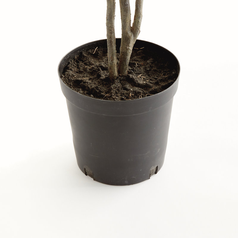 FICUS ARBRE ENFANT 51 po